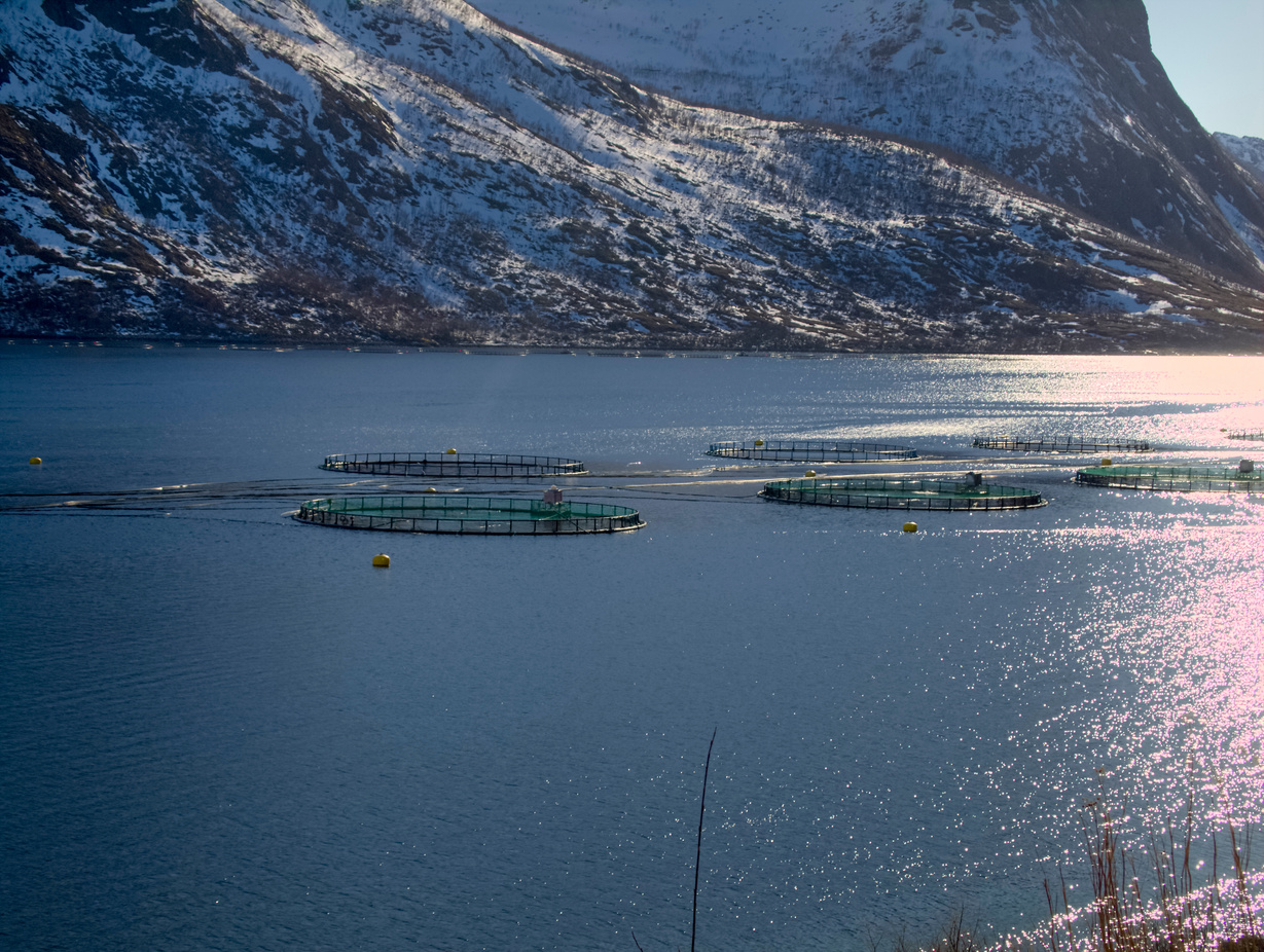 Piscifactoría noruega en fiordo